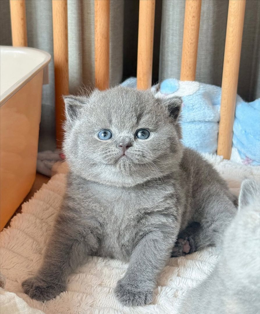 ✨ Lernen Sie Leo kennen – Ihren perfected British-Shorthair-Gentleman ✨