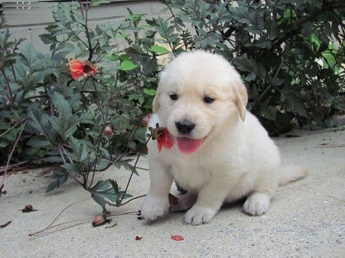 Wunderschöne und gesunde Labradorwelpen 