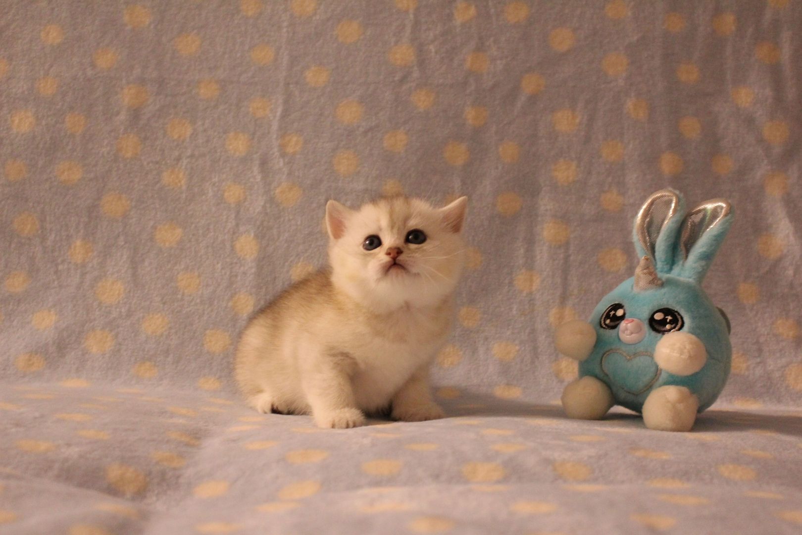 Reinrassige BKH Kitten