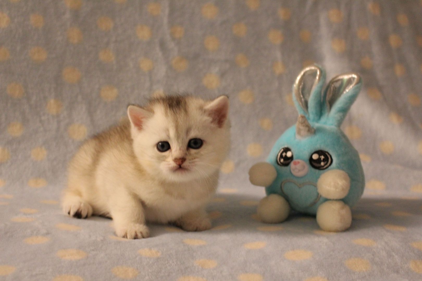 Reinrassige BKH Kitten