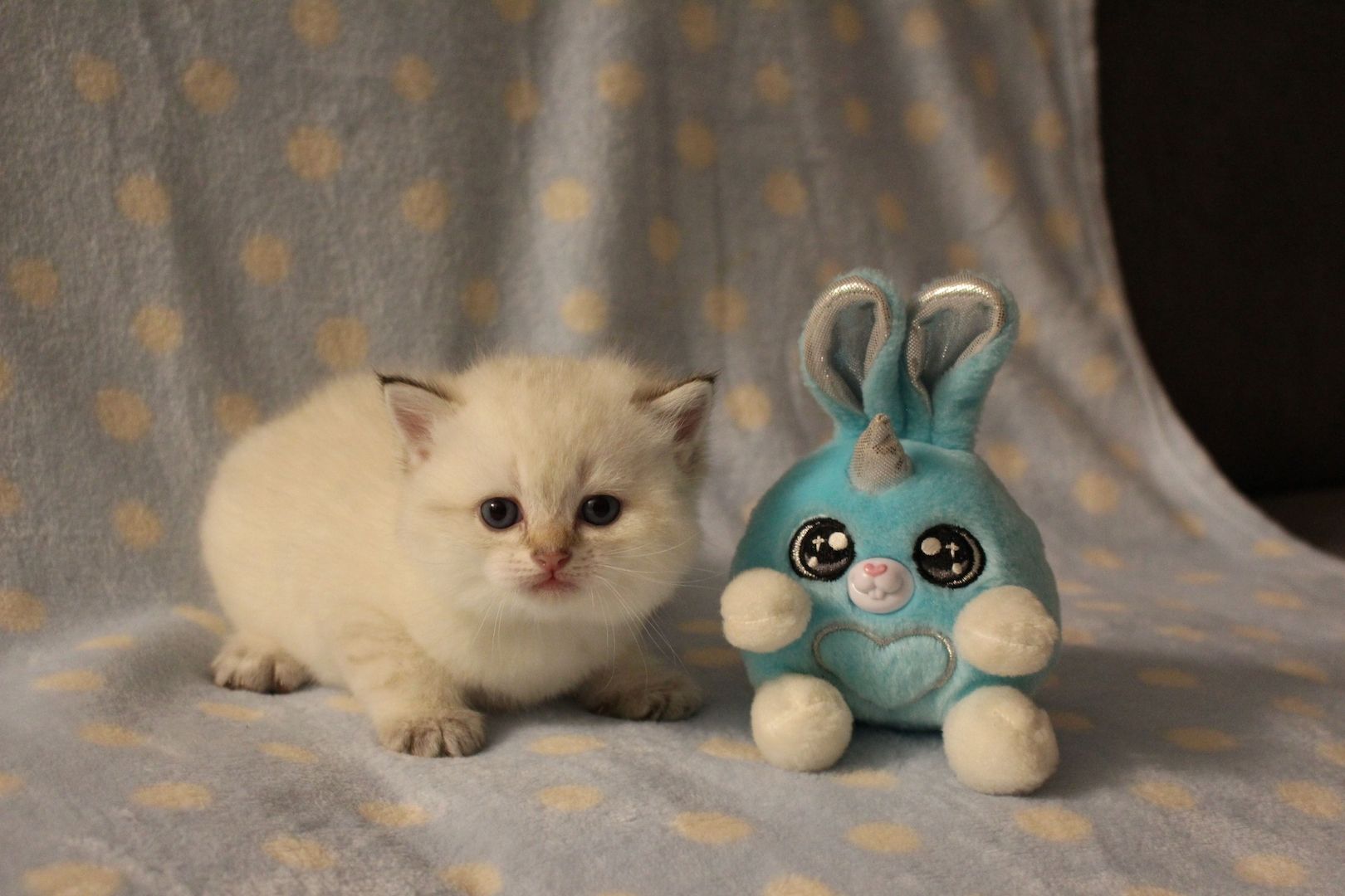 Reinrassige BKH Kitten