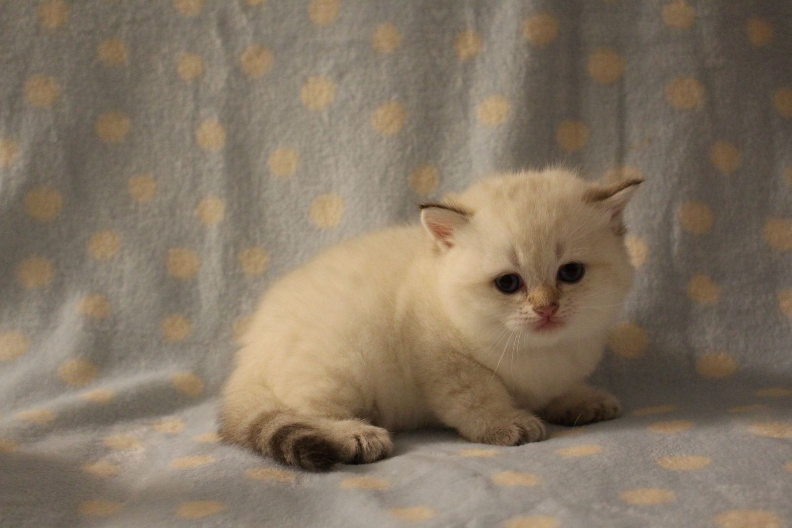 Reinrassige BKH Kitten