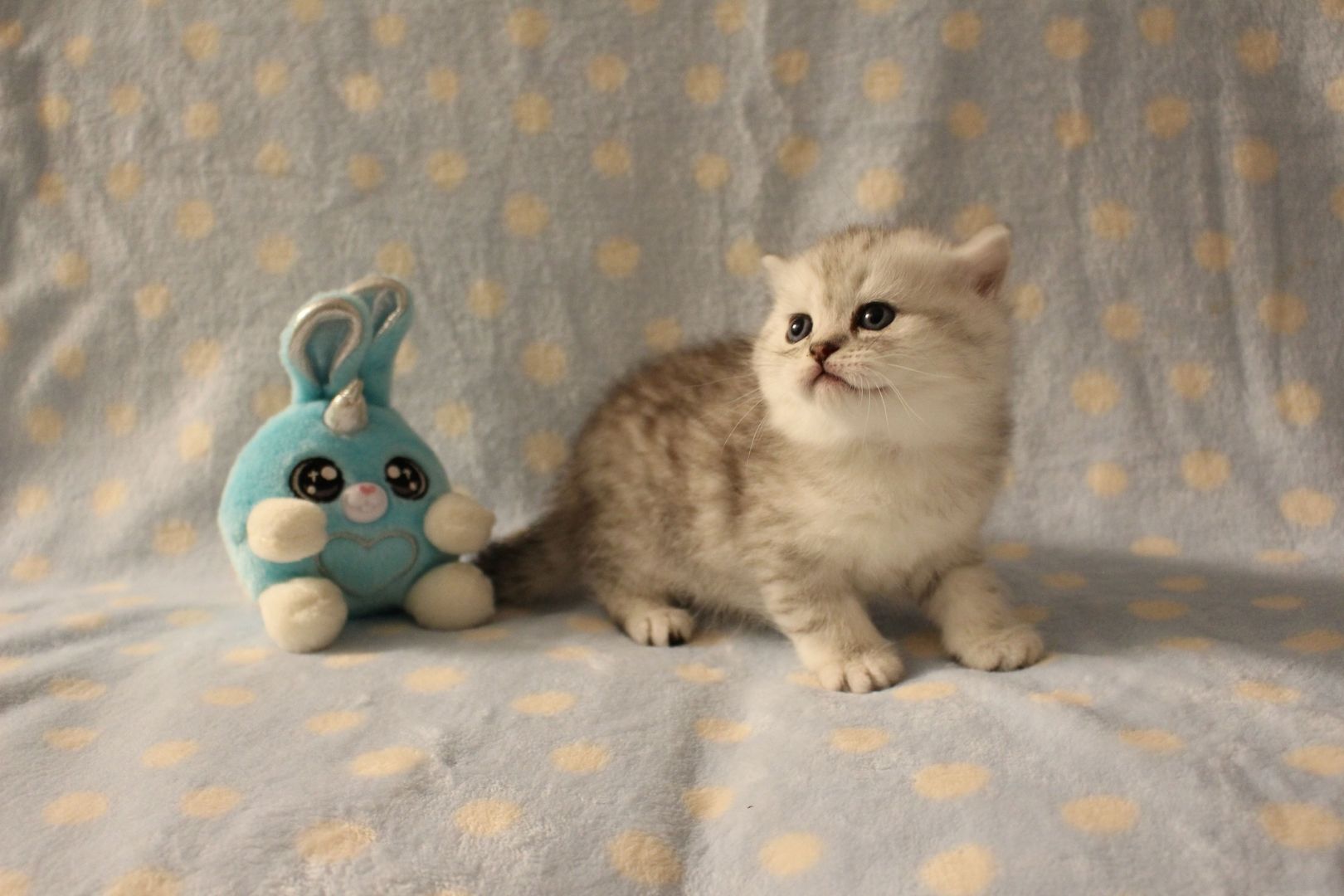 Reinrassige BKH Kitten