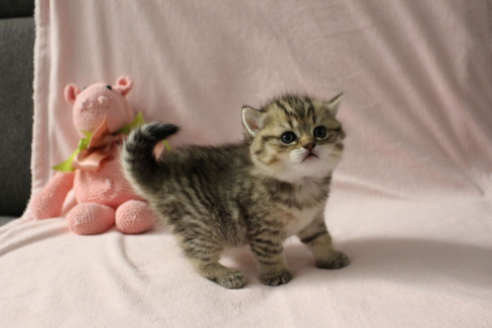 Reinrassige BKH Kitten