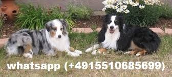 Australian Shepherd Welpen