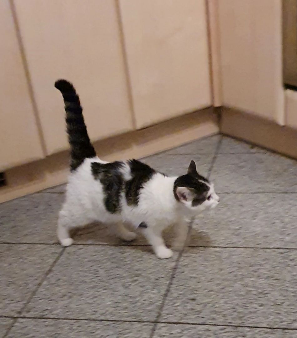 Liebevolles Kätzchen sucht neues Zuhause