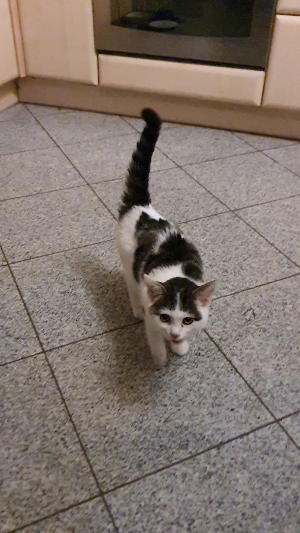 Liebevolles Kätzchen sucht neues Zuhause