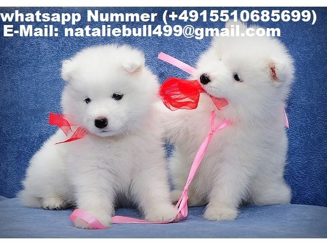 Samoyed Welpen