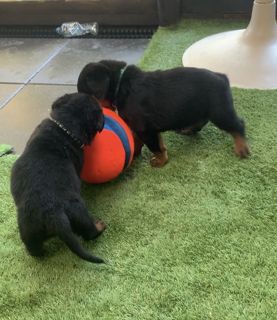 Dringender Verkauf! Rottweiler-Welpen