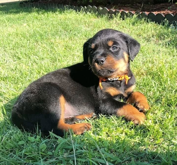 Niedliche Rottweiler-Welpen 
