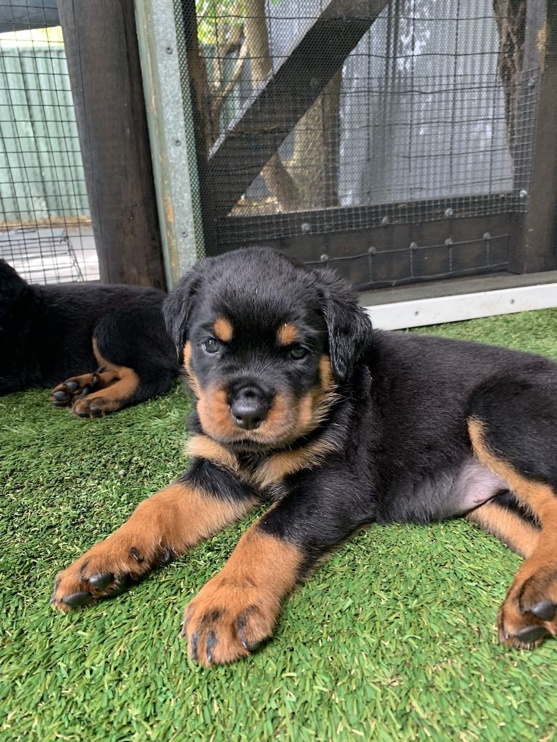 Niedliche Rottweiler-Welpen 
