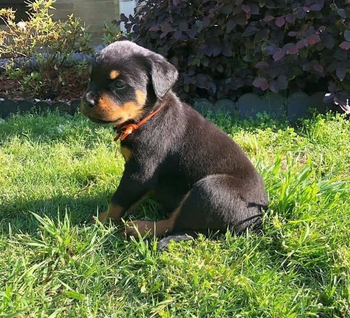 Rottweilerwelpe sucht ein liebevolles Zuhause zu Weihnachten.