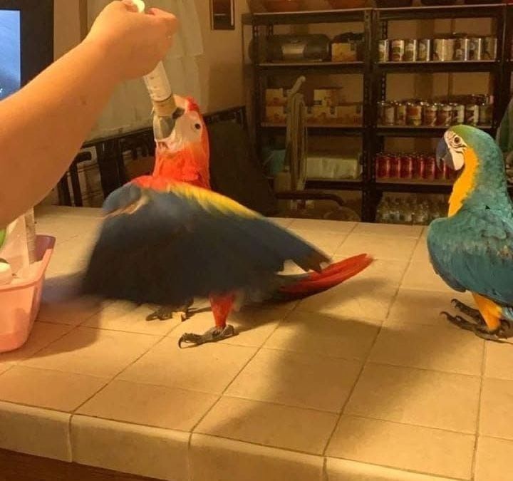 afrikanische Papageien suchen ein Zuhause.