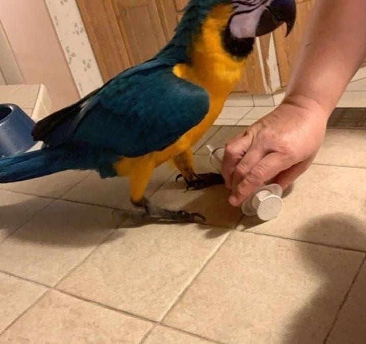 afrikanische Papageien suchen ein Zuhause.