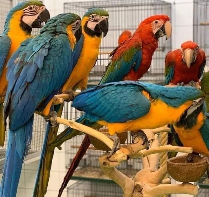 Wunderschöner Vogel zu verkaufen! ⭐️