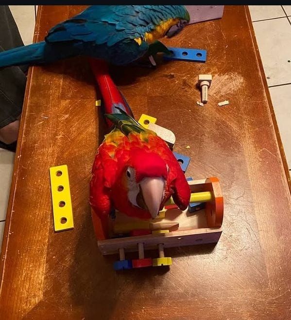 Gesunde, sprechende Papageienpaare.