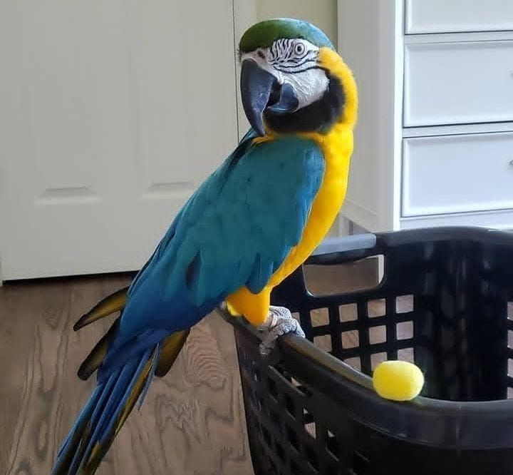 Handaufgezogene Baby-Blau-Gold-Aras.