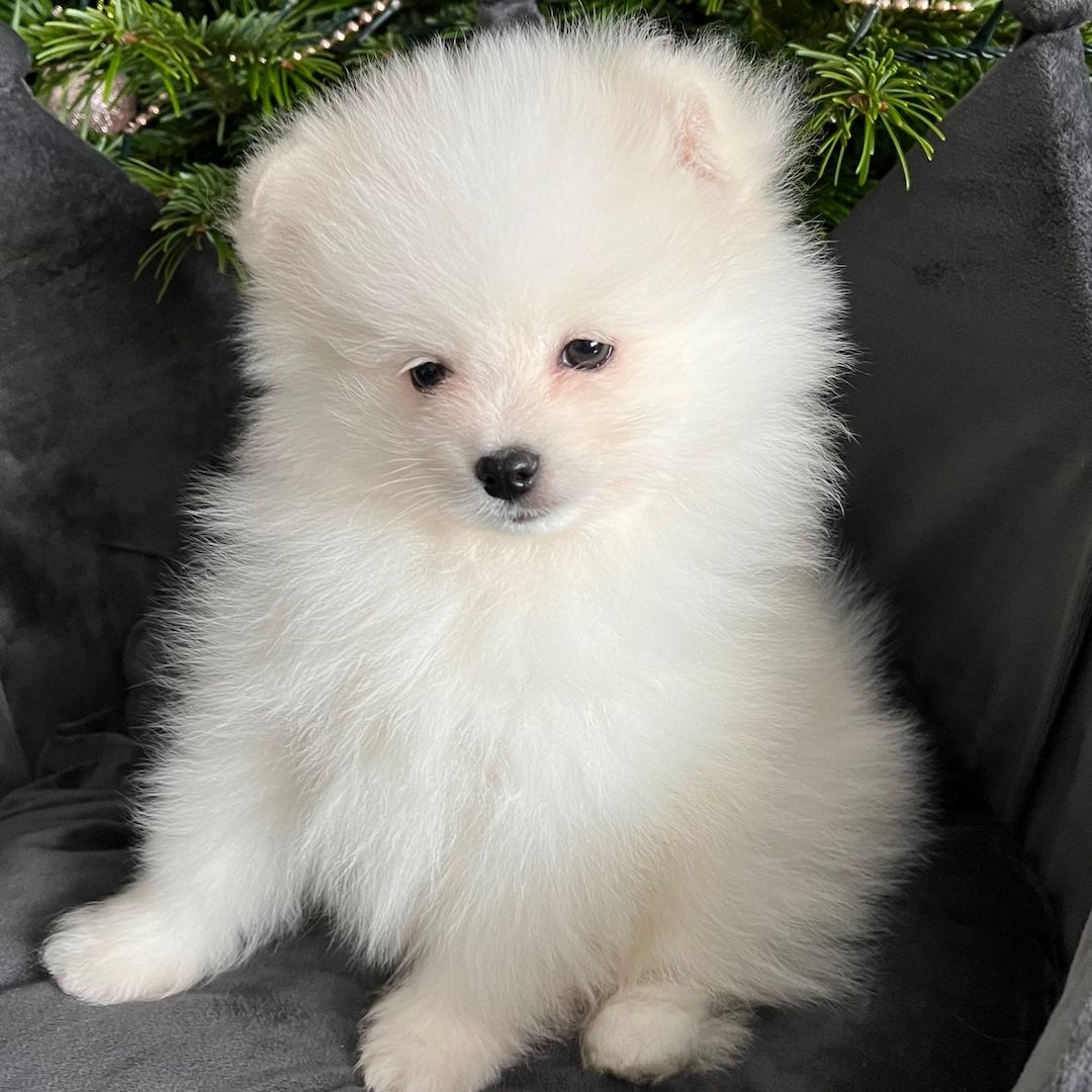 Erstaunliche kleine Pomeranian-Welpen!