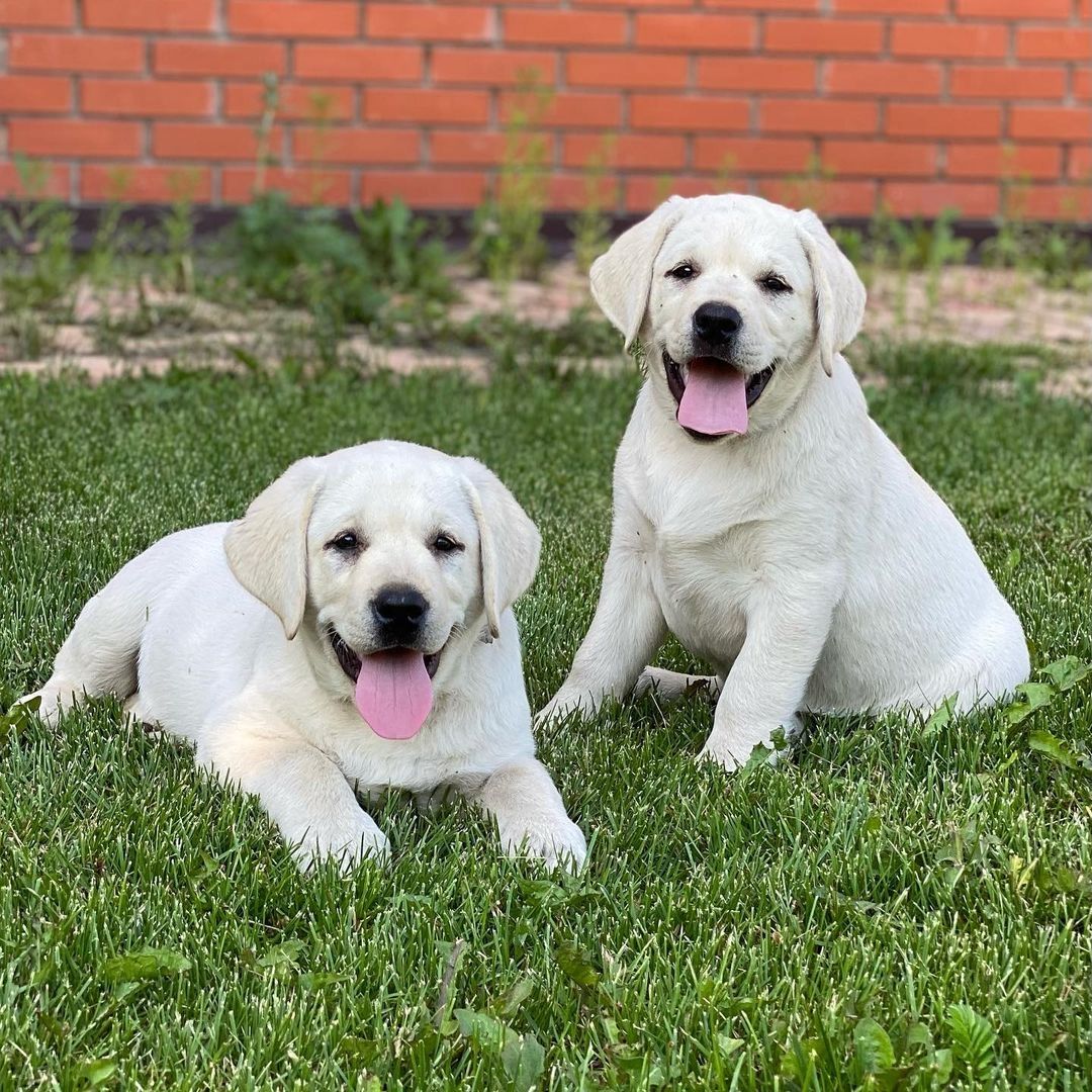 Wunderschöne Labrador Welpen