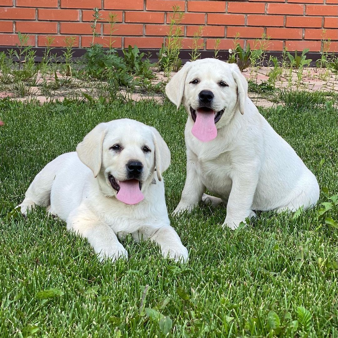 Wunderschöne Labrador Welpen