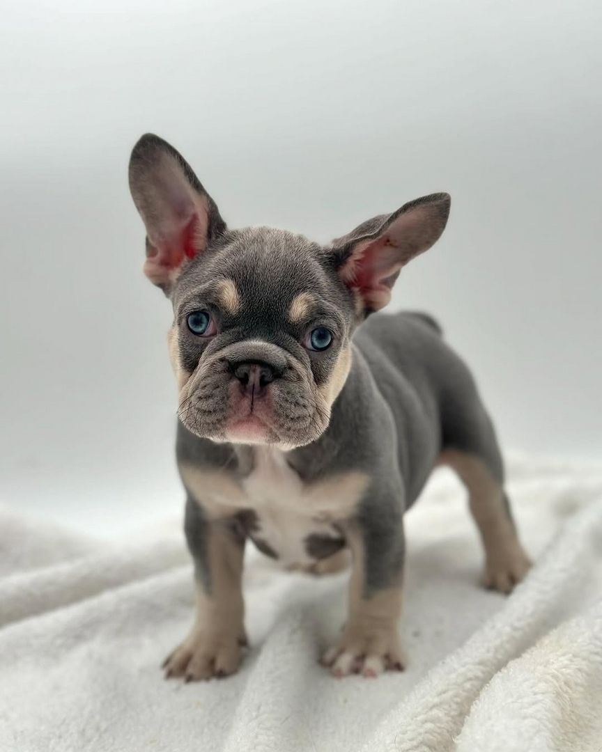 Französische Bulldoggen Welpen zu verkaufe