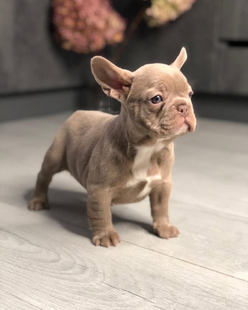 Französische Bulldoggen Welpen zu verkaufen