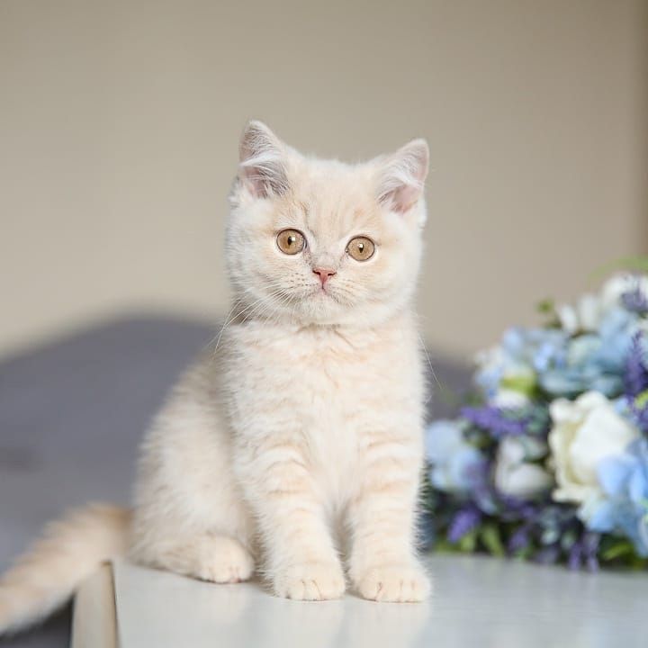 Britisch Kurzhaar Katzen zu verkaufen