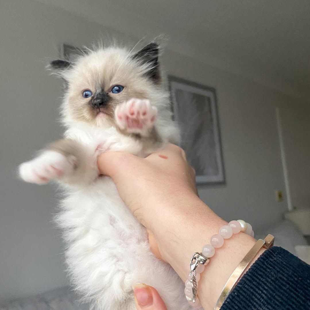 Ragdoll-Katzen zu verkaufen