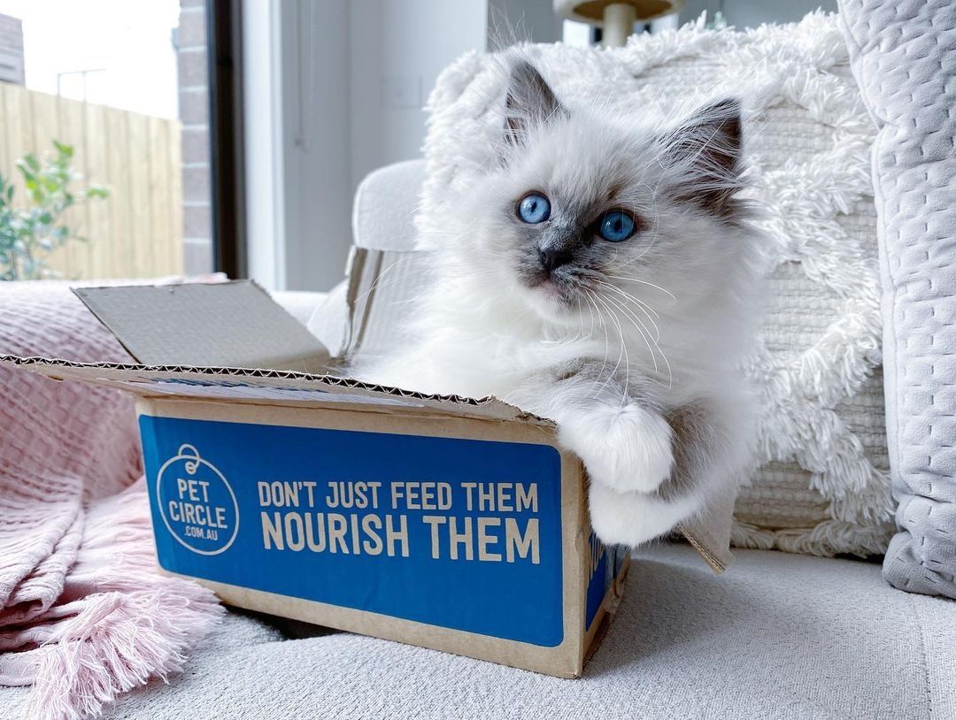 Ragdoll-Katzen zu verkaufen