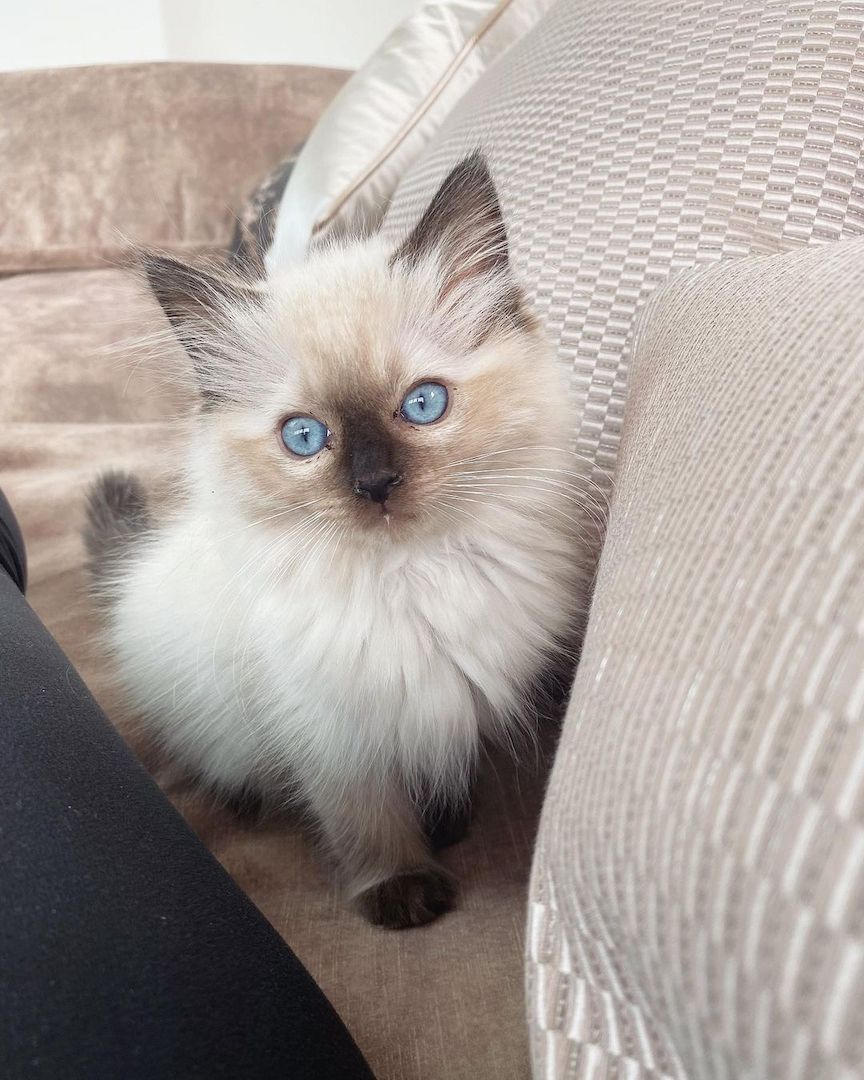 Ragdoll-Katzen zu verkaufen