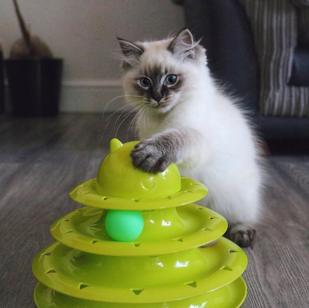 Ragdoll-Katzen zu verkaufen