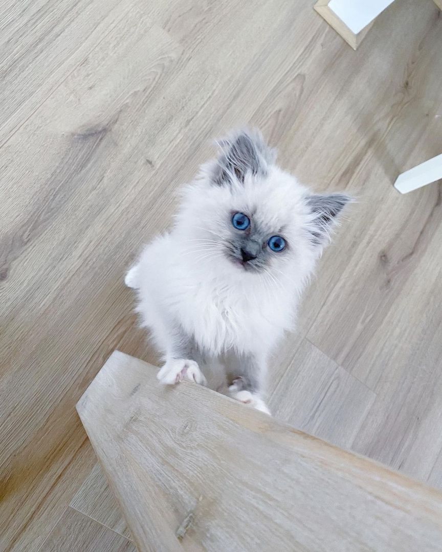 Ragdoll-Katzen zu verkaufen