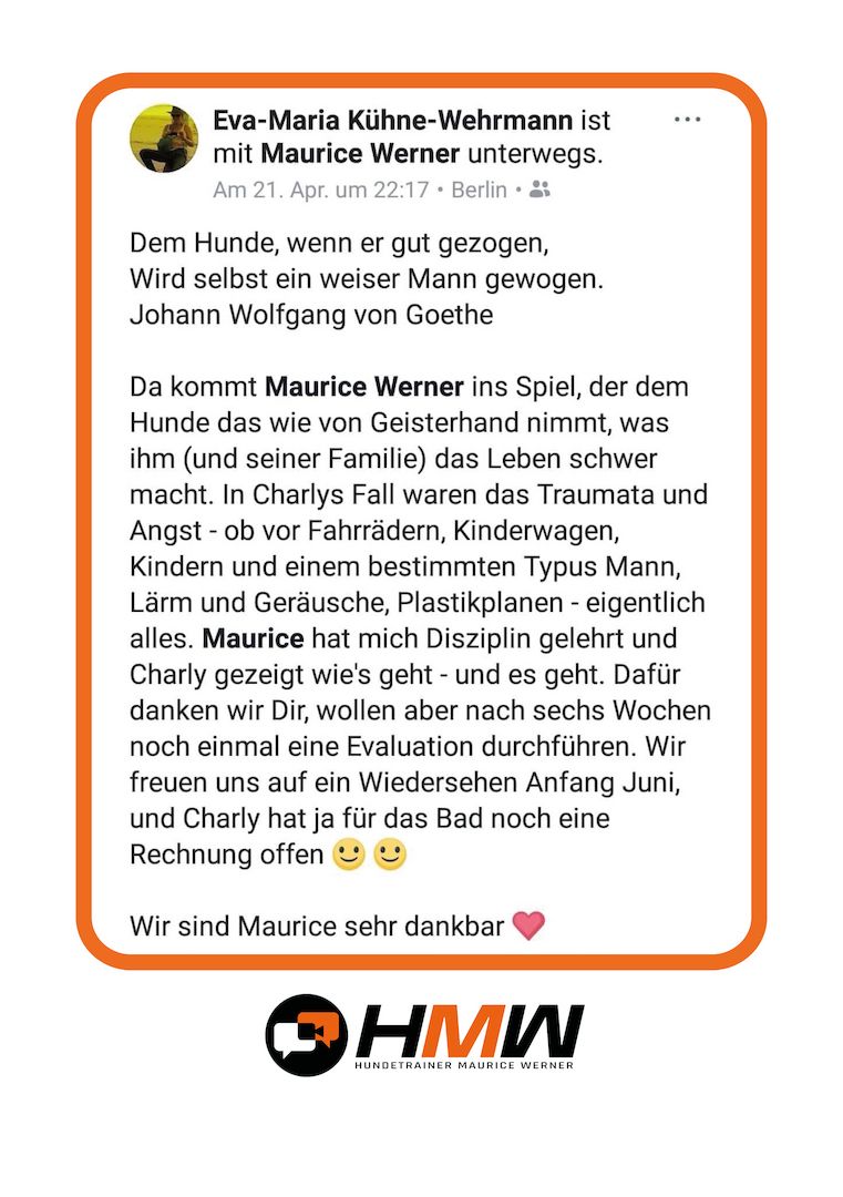 Professionelles Hundetraining – Persönlich oder auch via Video