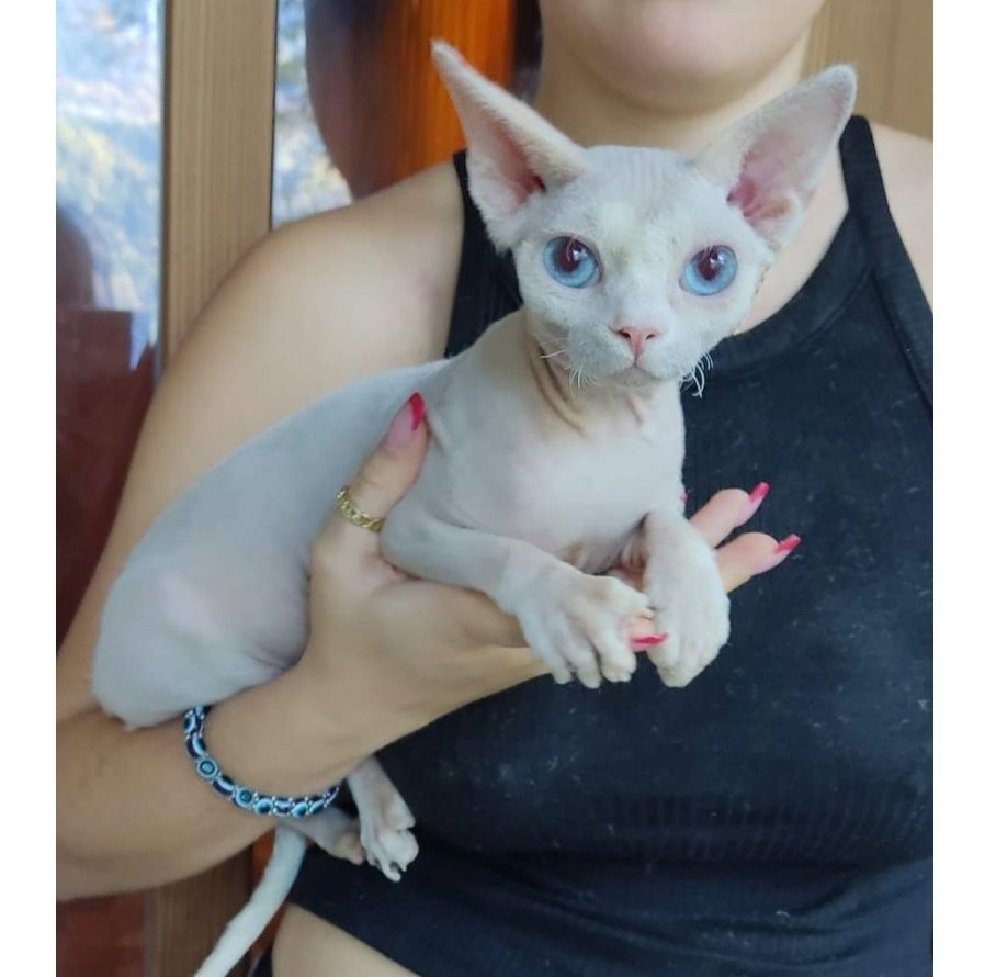 Schöne Sphynx-Kätzchen