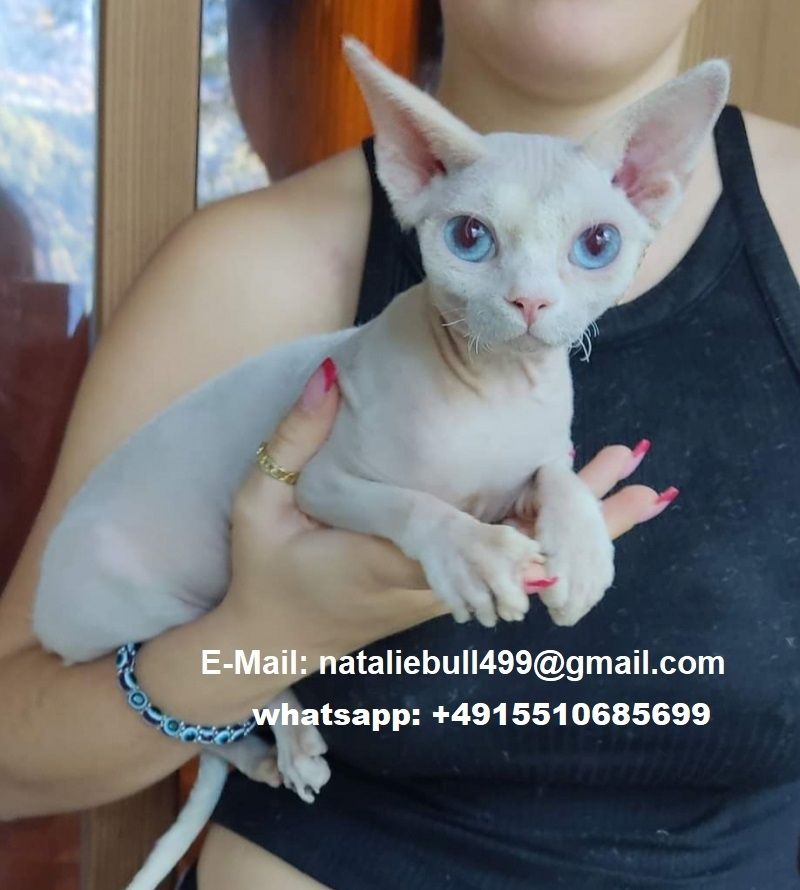 Schöne Sphynx-Kätzchen