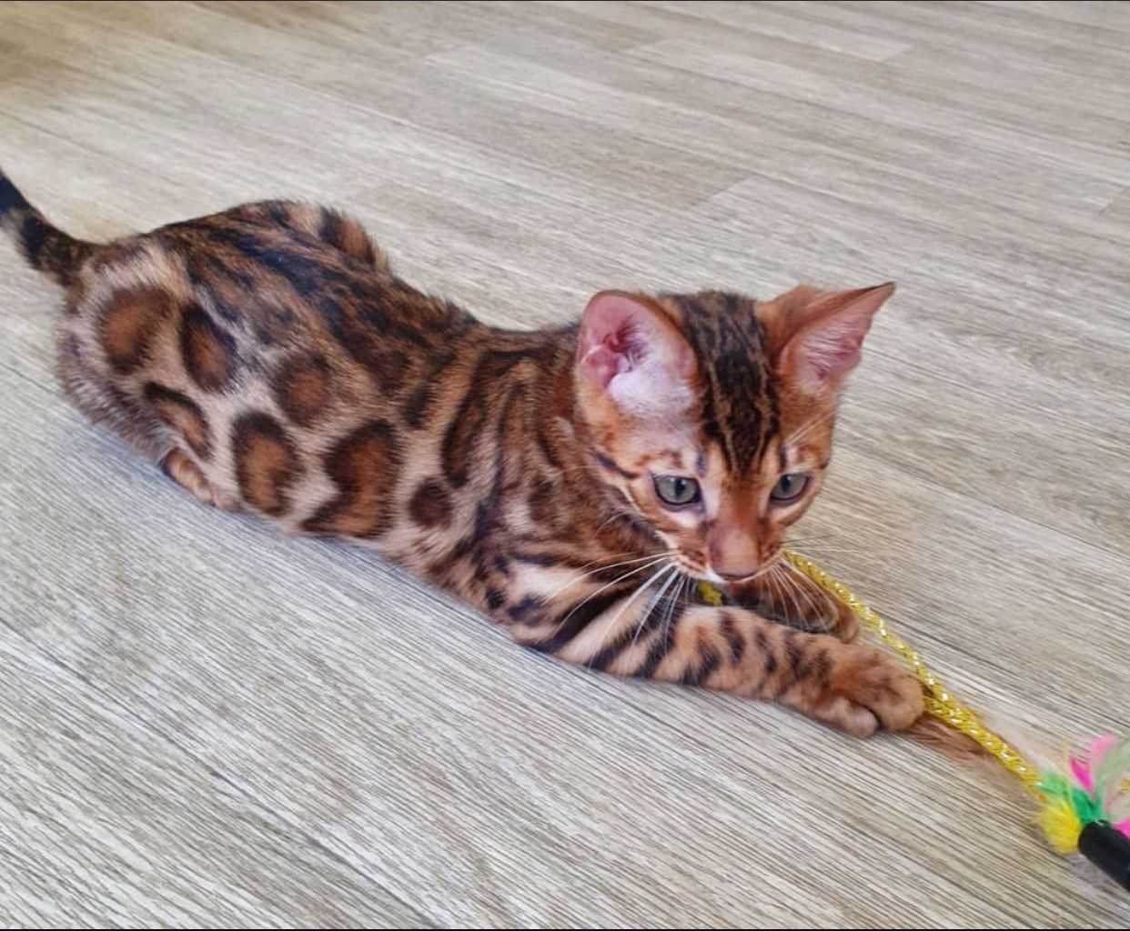 ✨ Lernen Sie Maya kennen – ein kleines Bündel aus Liebe und Freude ✨