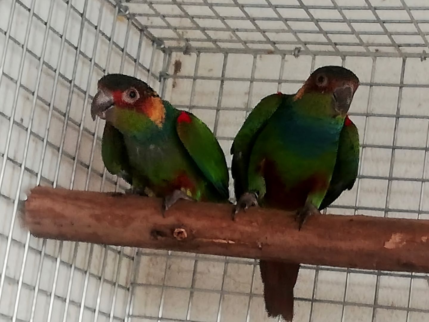 Zuchtpaar Blaulatzsittiche