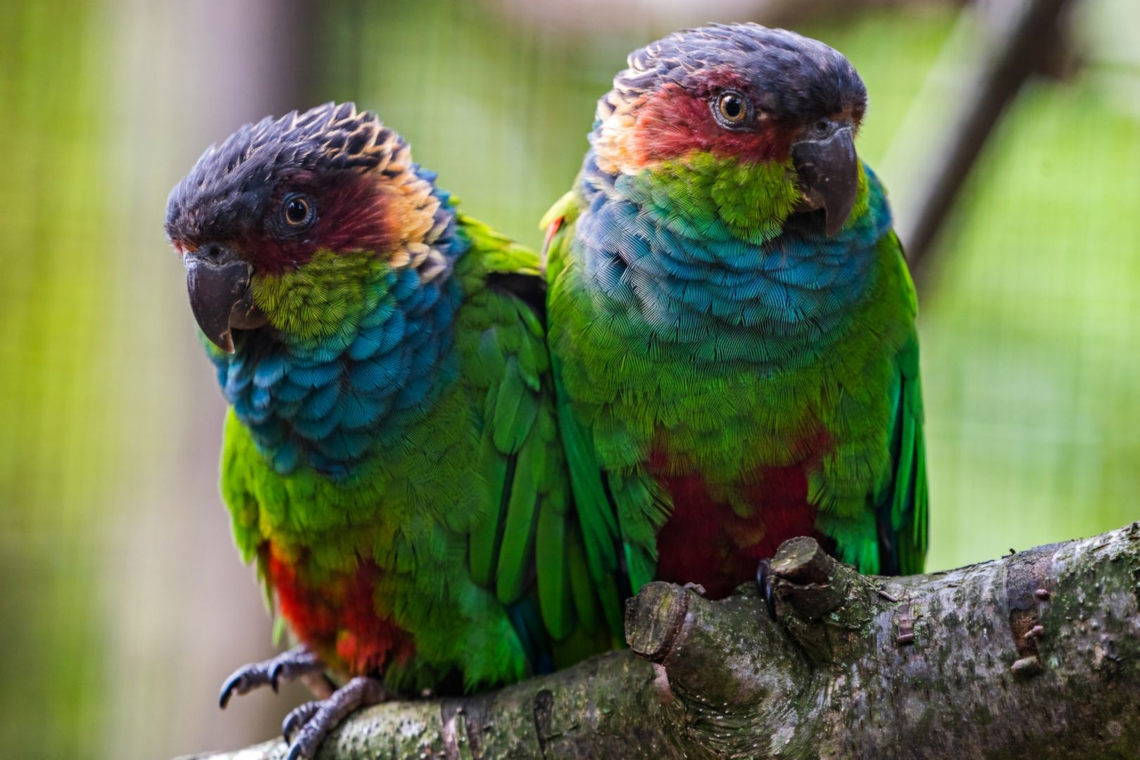 Zuchtpaar Blaulatzsittiche