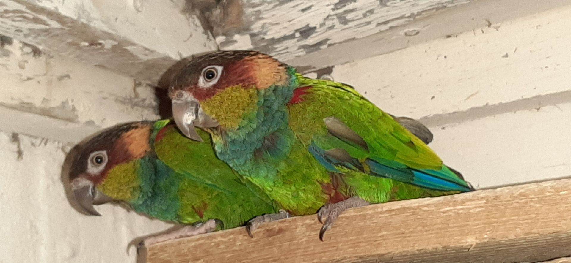 Zuchtpaar Blaulatzsittiche