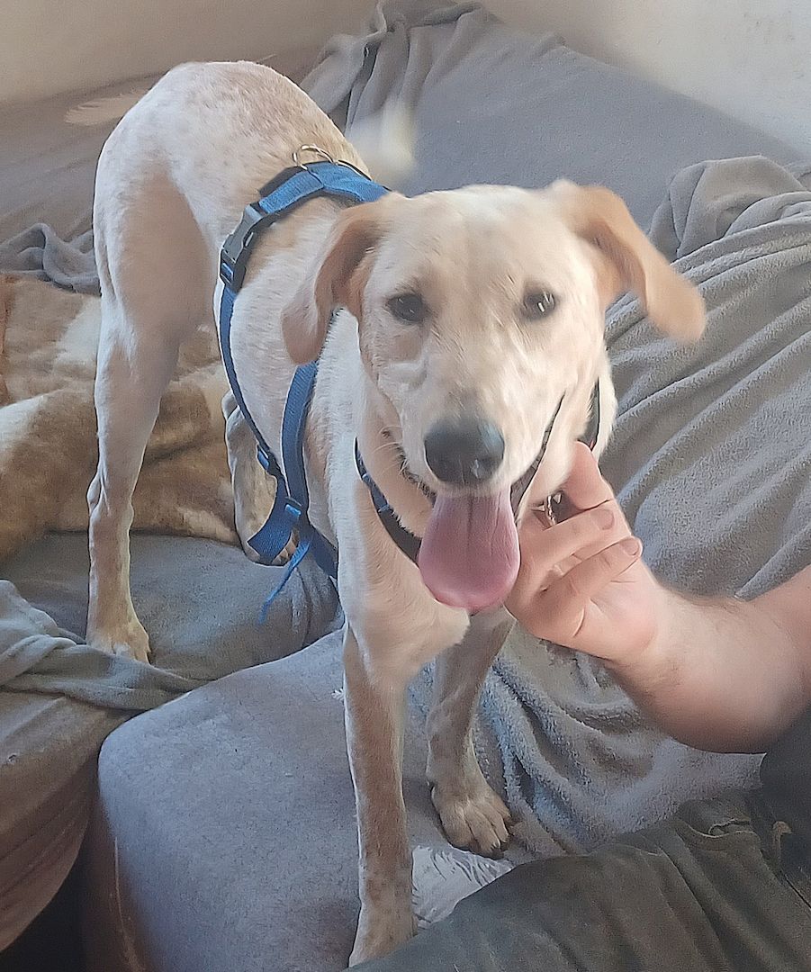 Sole, a.d.Tierschutz, sucht Happy-Home