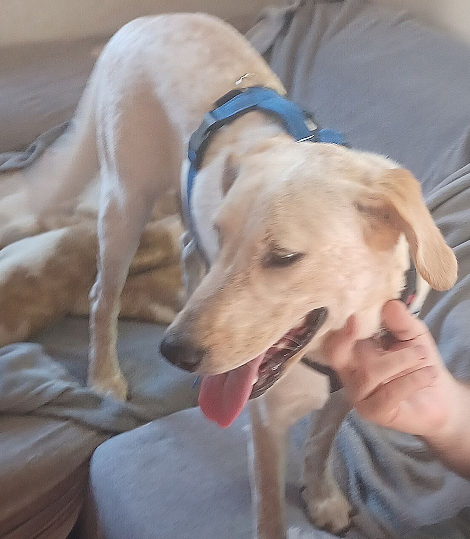 Sole, a.d.Tierschutz, sucht Happy-Home