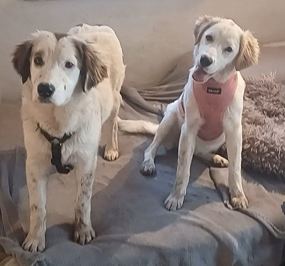 Mika, a.d.Tierschutz, sucht Happy-Home