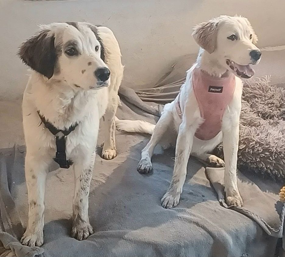 Mika, a.d.Tierschutz, sucht Happy-Home