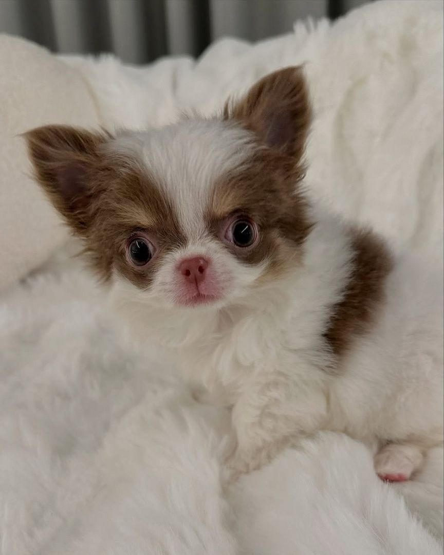Chihuahua-Welpe zur Adoption