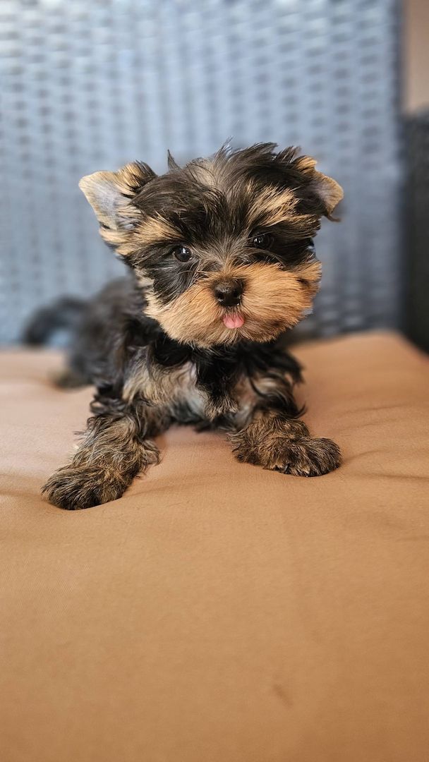 Reinrassige Yorkshire Terrier Rüde, Welpe, sucht noch ein neues Zuhause