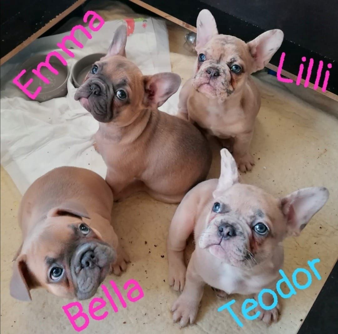 Superkleine Erhältlich Franösische Bulldoggen 4 Jungs und 3 Mädchen mit papieren