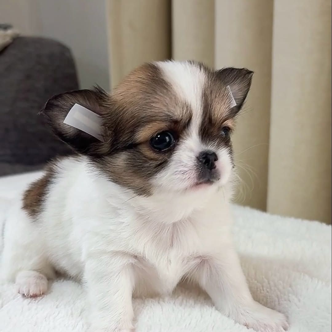 Chihuahua-Welpe zur Adoption