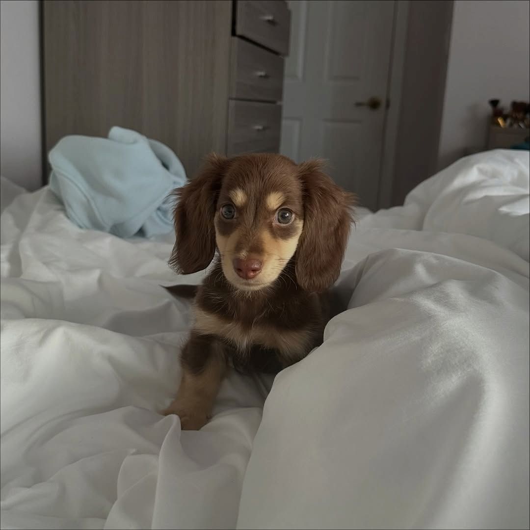 Dackelwelpe zur Adoption