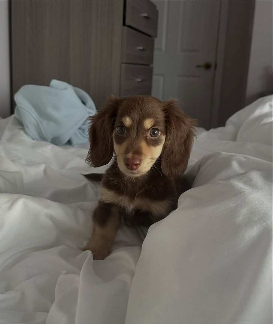 Dackelwelpe zur Adoption