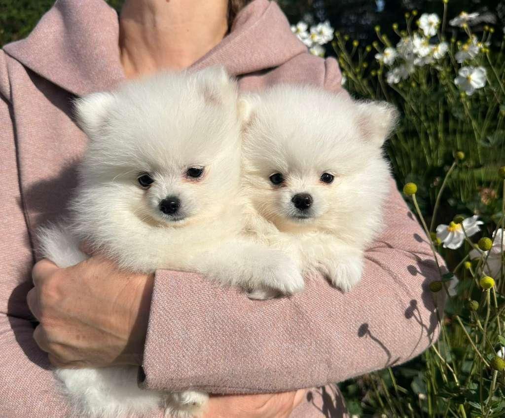 Zwergspitz (Pomeranian), Welpe, männlich & weiblich